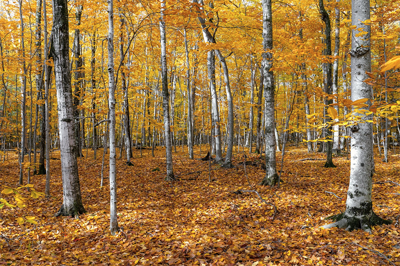 Fall forest