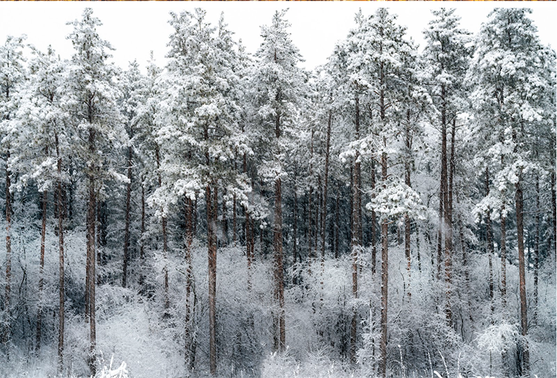 Snowy forest